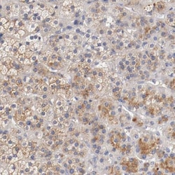 Semaphorin 5A Antibody, Novus Biologicals 0.1mL; Unlabeled:Antibodies,